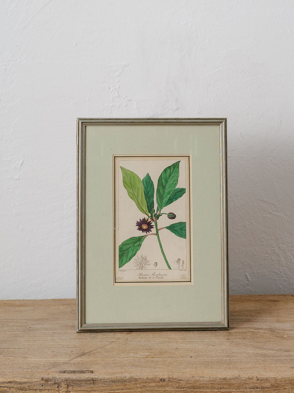 Floral Botanical Framed Print - Badiane De La Floride