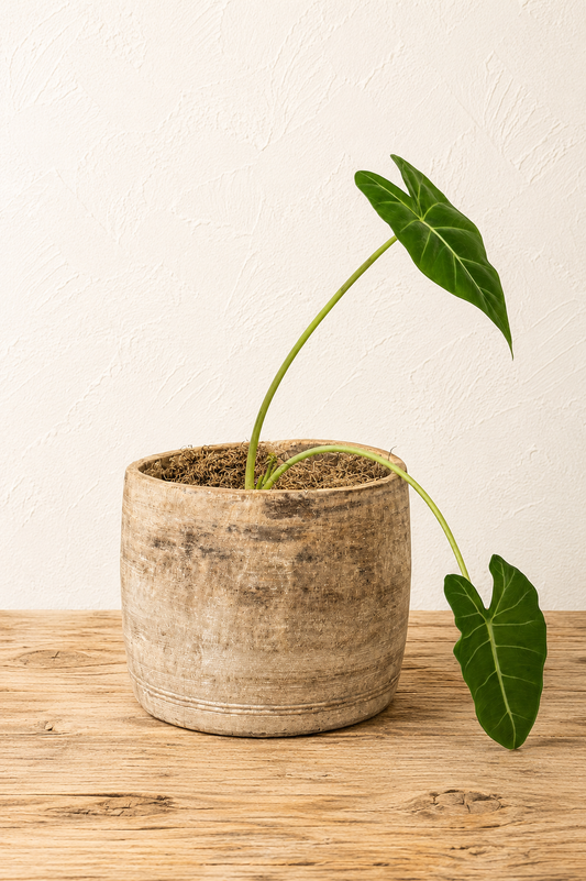 Bleached Wooden Pot