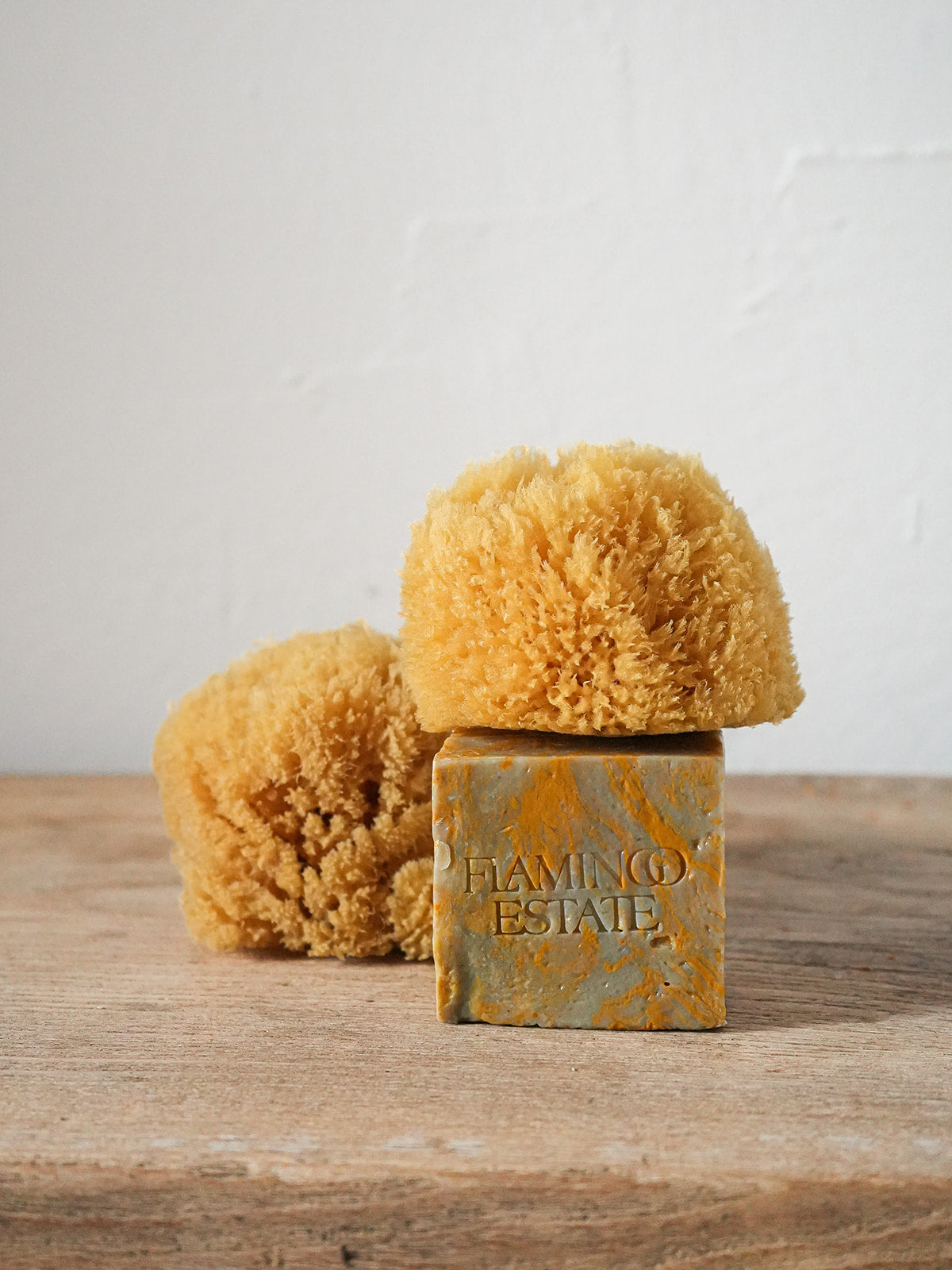 Sea Sponge