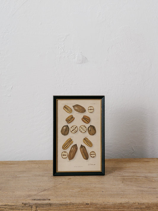 Pecan Agriculture Print