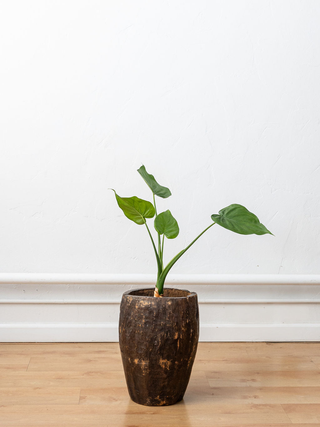 Hand-Carved Wooden Planter