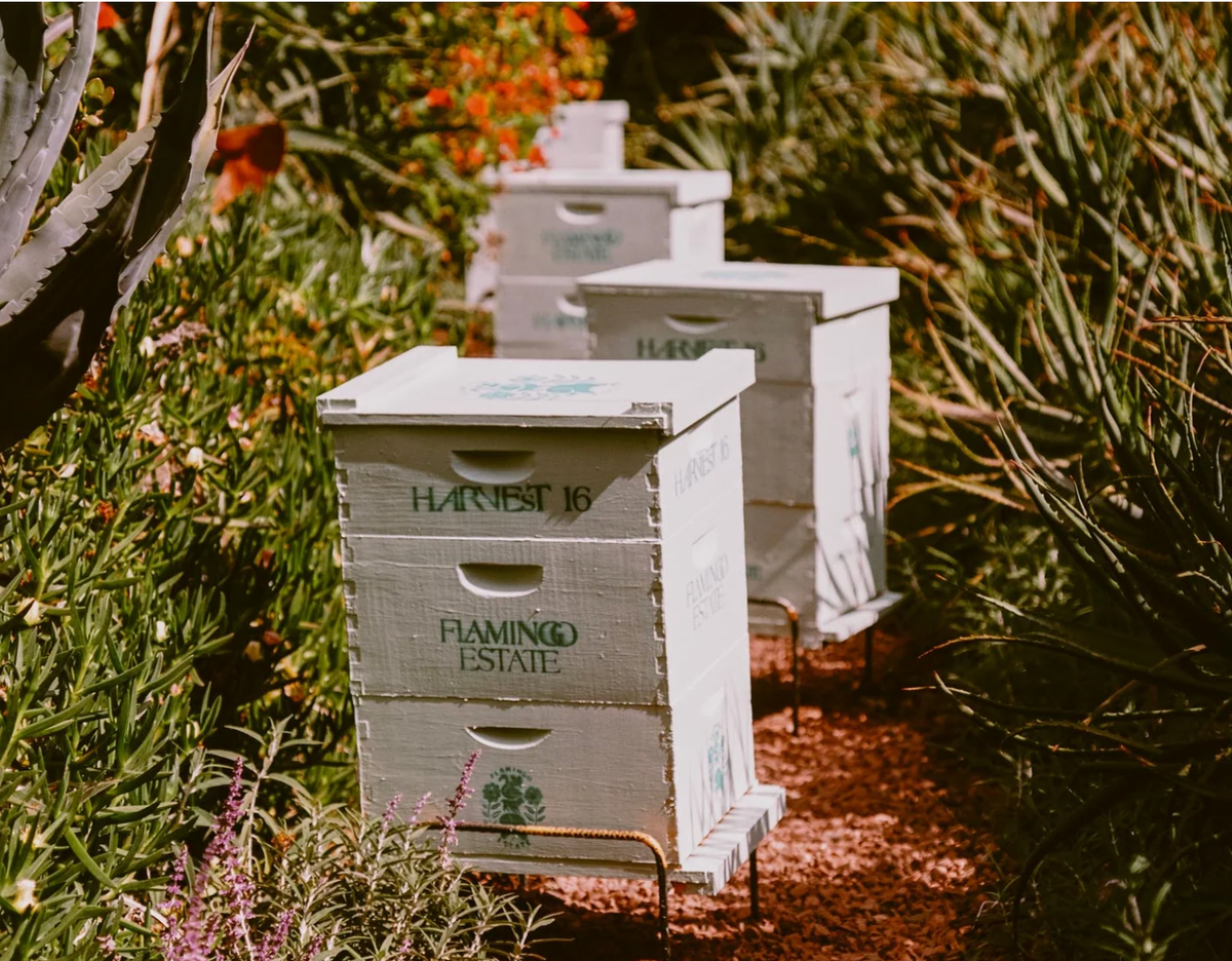 California Wildflower Honey