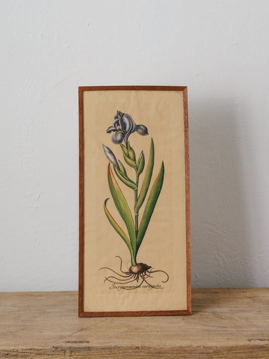 Iris Botanical Art